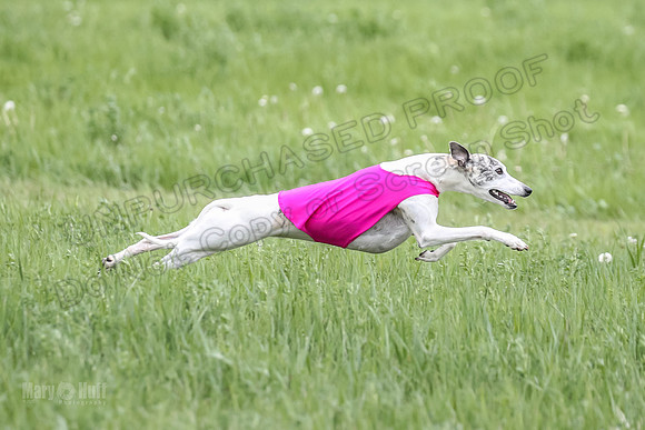 1 Prelims Open 3 Sydney Spanx Frankie-8234