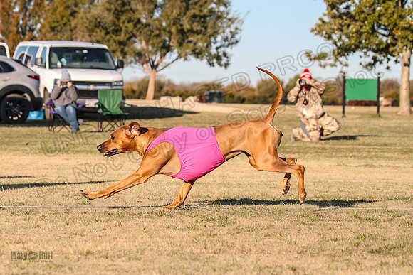 1prelims Open 1 Chief Coco Rein-9566