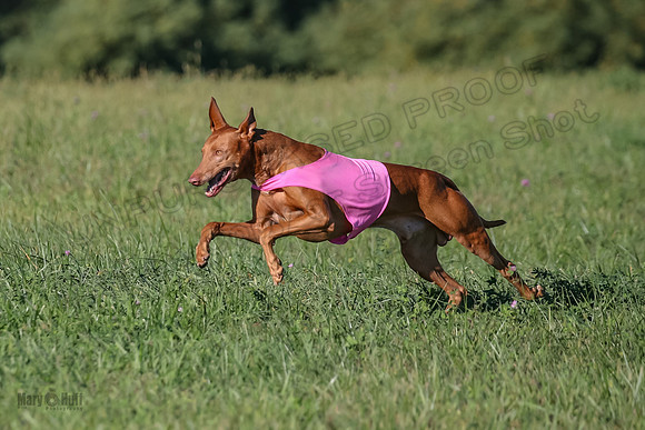1 Prelims Vet 1 Precious Cayper Copper-4353