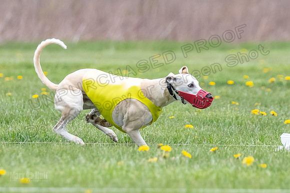 Finals Fch A2 Zinger Rush-9172