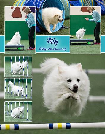 Agility Collage Sample