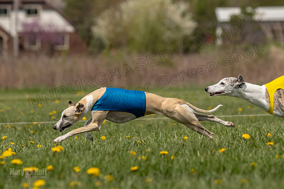 Finals Specials B3 River Magic Lace-4675