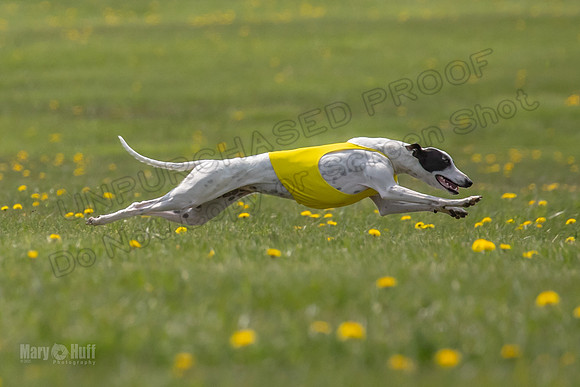 Finals Specials B2 PeteySue Frankie Rush-4634