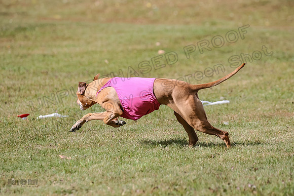 1 prelims Vet Libby Xena-6322