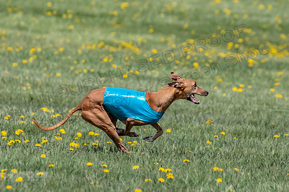 1Prelims Veterans 5 Rosie Smudge Smokey-1786