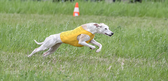 Finals Fch Flare Huxley Buttercup-8880