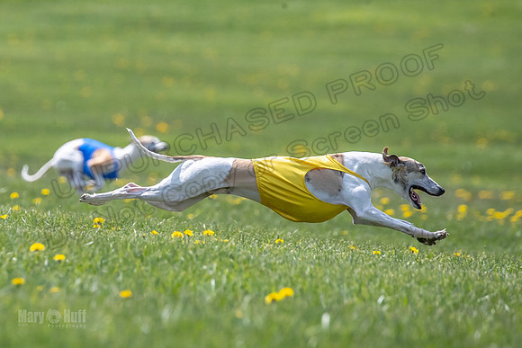 Finals Specials A4 Mica Carnie Marlee-4370