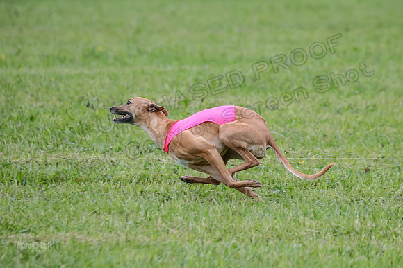 Prelim Open E4, Shelby GG Aria-9125