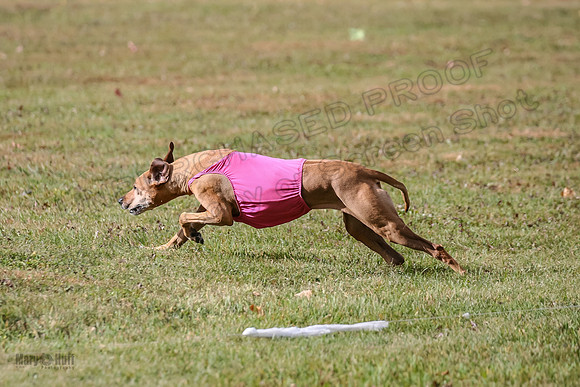 1 prelims Vet Libby Xena-6328