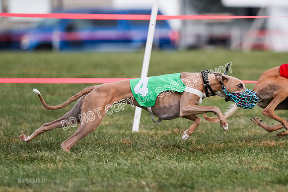 Prg 1, race 8, Toodles Victor Stone Rasta-0746
