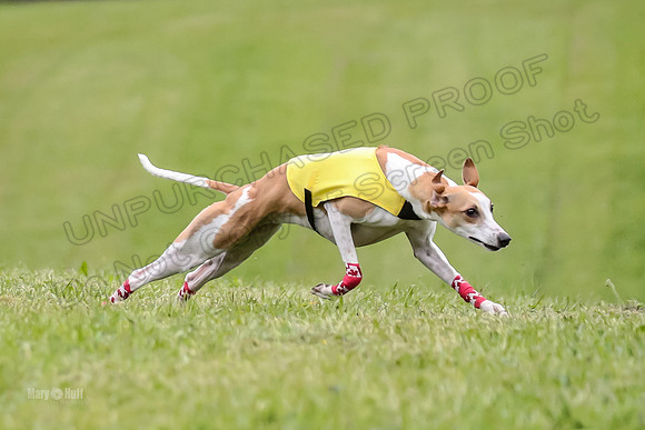 Prelim Open E2, Riddle Finely Scarlet-4825