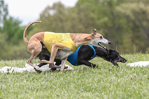 Finals Open C3, Sparky Margot Shine-0720