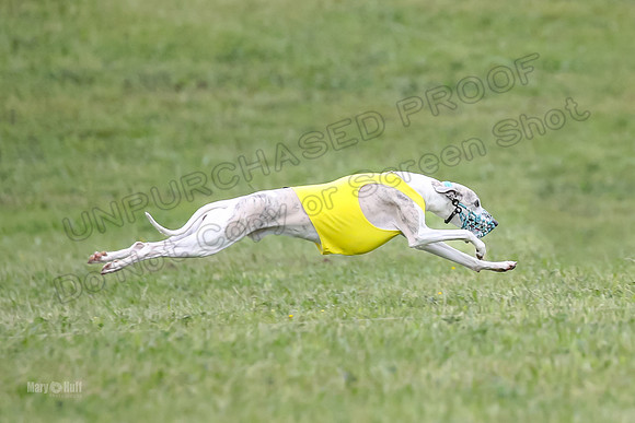 Prelim Open F2, Trippit Sid Fva-9291