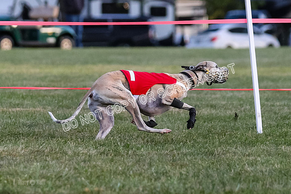 Prg 1, race 1, Arrow Blitz Rosie Floyd-0575