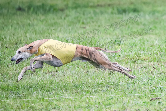 Prelim Open C2, Sparky Strummer Squiggle-8624