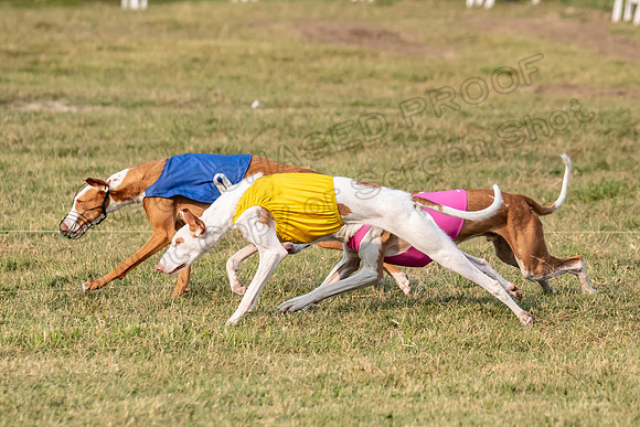 1prelims Fch 1prelim 1 Willow Fable Penny-3473