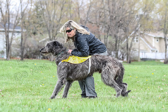 Finals Scottish Deerhound-4631
