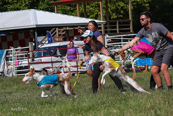 Open Prelim A1, Rose Riptide Idina-7558