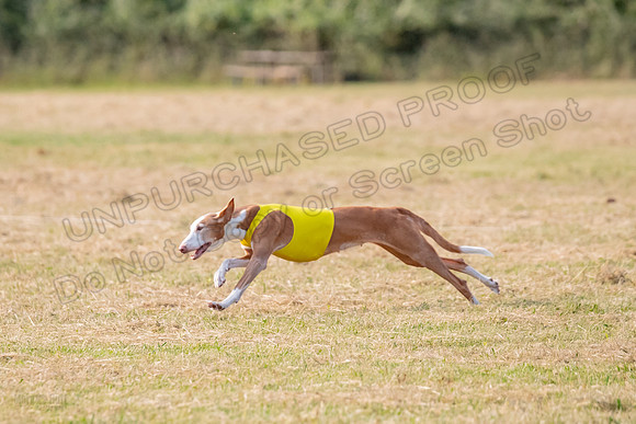 1prelims Vet 1prelim Izzy Dawn-3746