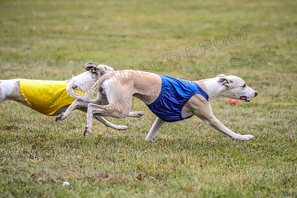 1 Prelims Open 1 AnnieOakley Fennec Zero-1258