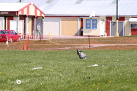 Habermehl