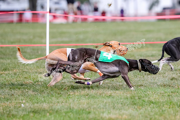 Prg 1, Race 16, Carl Maybe Bookie Sealli-0984