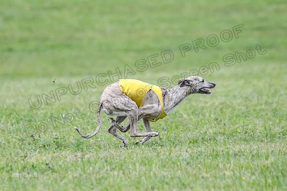 Prelim Open E6, Dazzle Sunshine-9214