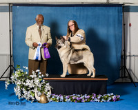 Elkhound 2020-1180