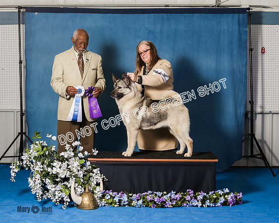 Elkhound 2020-1180