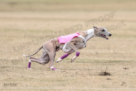 1Prelim Open 4 Kashi Rigel-3069