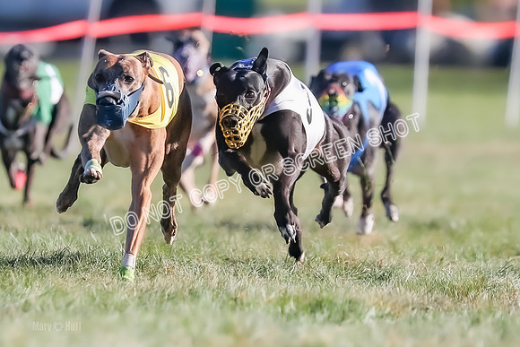 Prg 1, Race 14, Grim Zivah Beacon Cherry Pie Siggy Riggs-9219