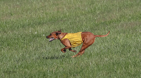 1 Prelims Open 3 Pepper Derby-4704