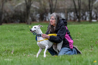 Whippet Veteran