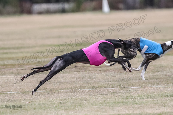 Finals Open 3 Scorch Shine Kashi-4048