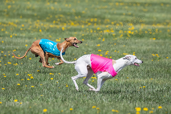 1Prelims Veterans 5 Rosie Smudge Smokey-1800