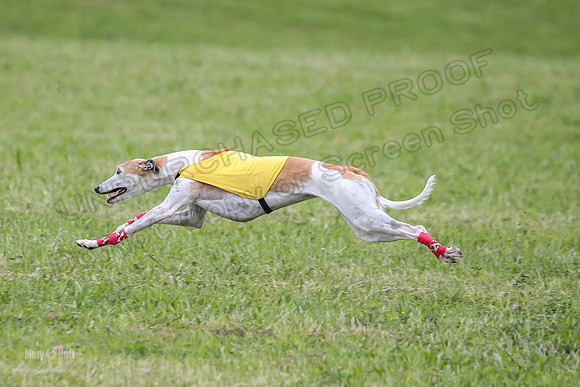Prelim Veterans 5, Fleet Herman Blue-0209
