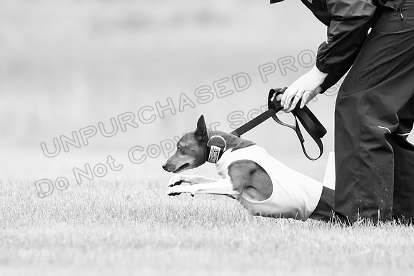 Prelims Rye-0947-2