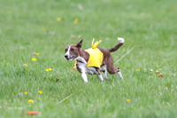 Basenji