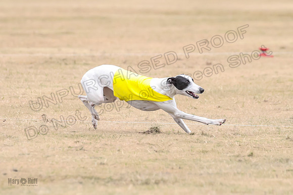1Prelim Open 5 Petey Sue Cheese-3127