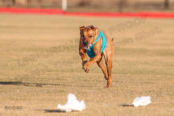 1prelims Open 1 Chief Coco Rein-9549