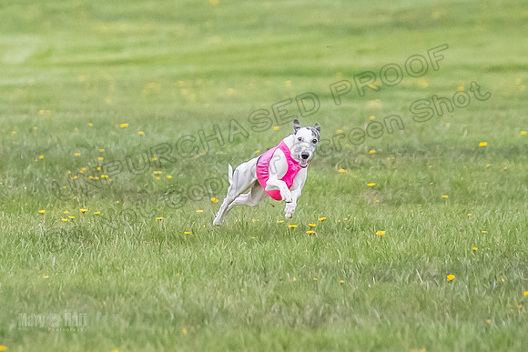 1 Prelim Open A3 Jethro Natasha Scarlet -6270