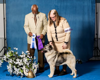 Elkhound 2020-1206