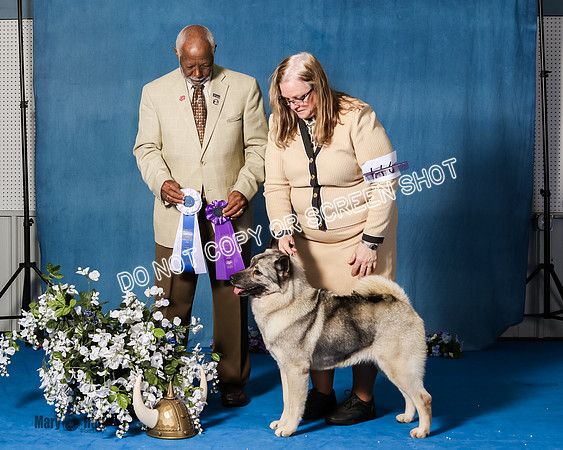Elkhound 2020-1206