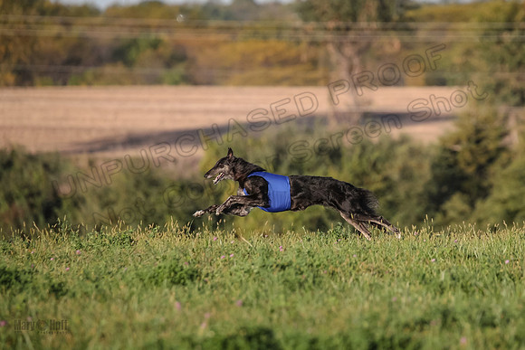 1 Prelims Vet 1 Yaro Chase Zip-3087
