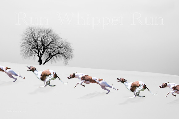 Art Winter Run Whippet