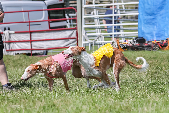 Prelim, Veteran 1, Dobby, Pepper-8789