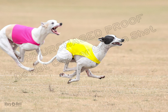 1Prelim Open 5 Petey Sue Cheese-3125