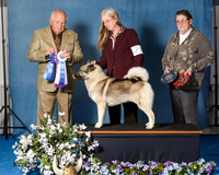 Elkhound 2020-1043