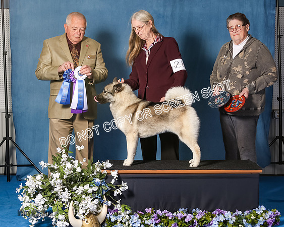 Elkhound 2020-1043