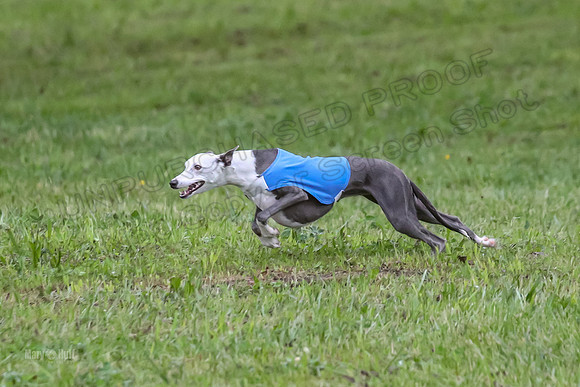 Prelim Open B2, Easy Cardi Minerva-8406